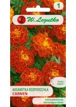 Produkt oferowany przez sklep:  W. Legutko - nasiona Aksamitka rozpierzchła Carmen nasiona 1.5 g